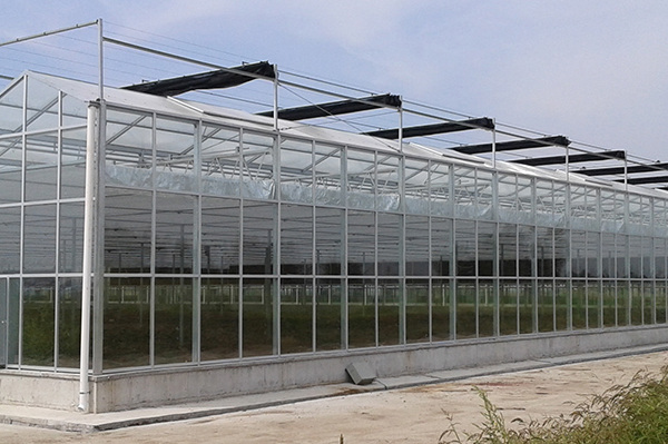 吉林东福米业两万平方文洛式玻璃温室